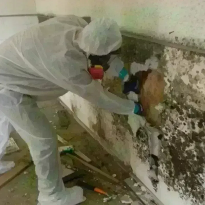 Mold Remediation and Removal in Masury, OH